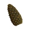 Large Pinecone