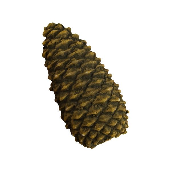 Large Pinecone