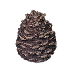 Refractory Ceramic Pine Cone  - Large Flat